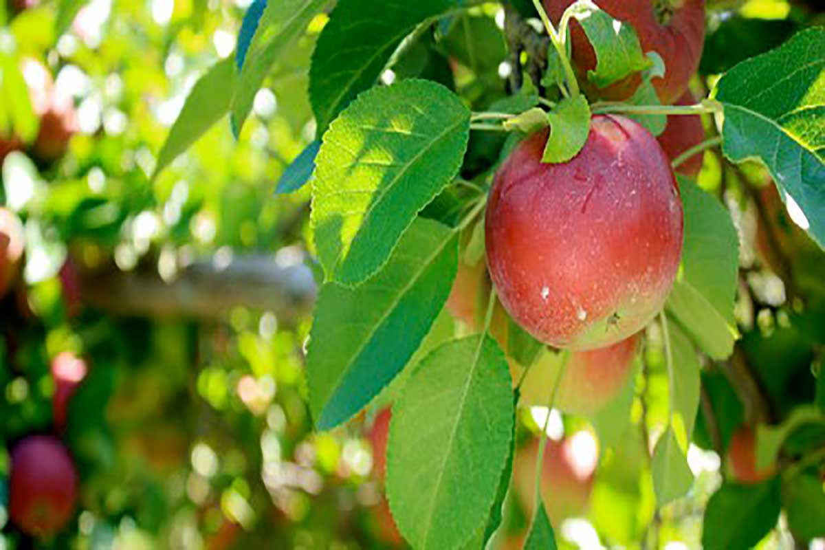 طرق زراعة شجرة التفاح
