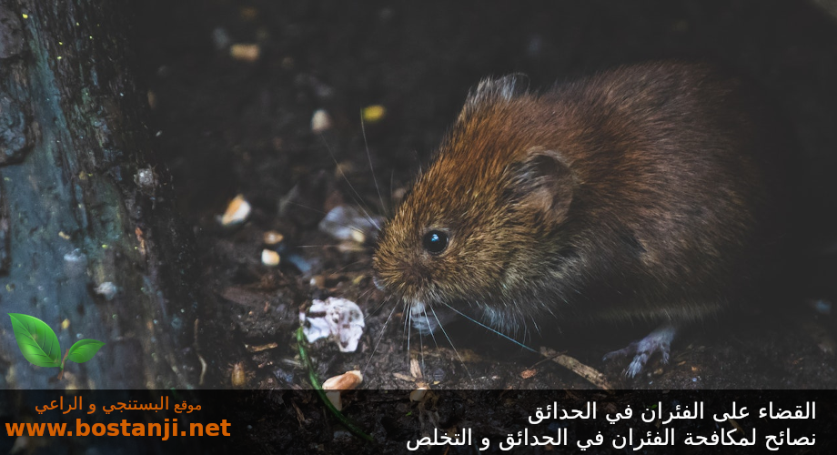 القضاء على الفئران في الحدائق - نصائح لمكافحة الفئران في الحدائق و التخلص منها