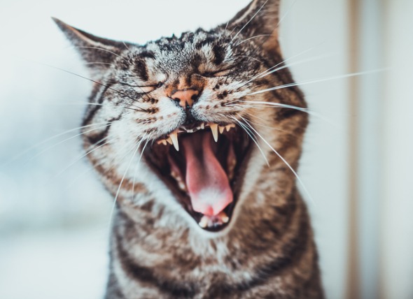 هل من الطبيعي أن تفقد القطط أسنانها؟